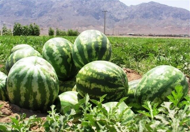 آب وهوای مناسب هندوانه