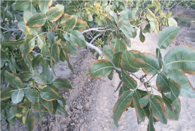 کمبود پتاسیم در پسته