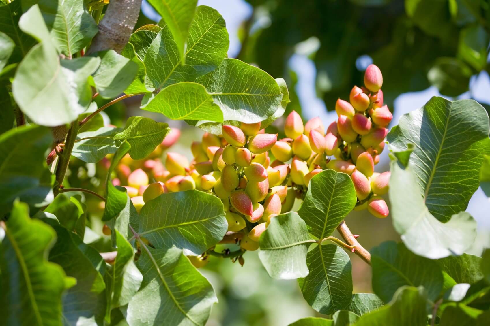 آب دهی به موقع بر ای پسته