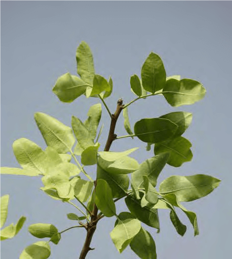 کمبود آهن در پسته