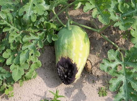 سوختگی گلگاه هندوانه