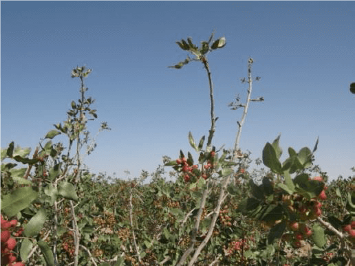 کمبود روی در پسته