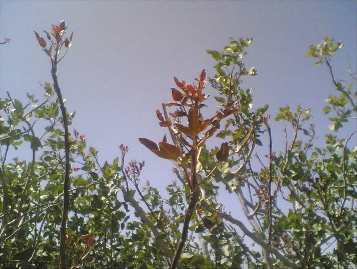 کمبود مس در پسته