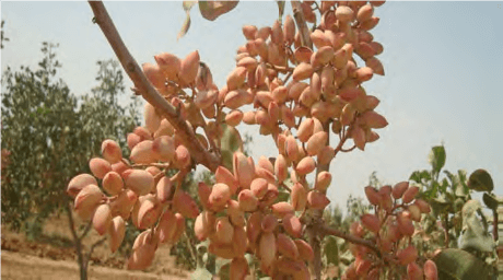 رسیدن پسته و برداشت آن