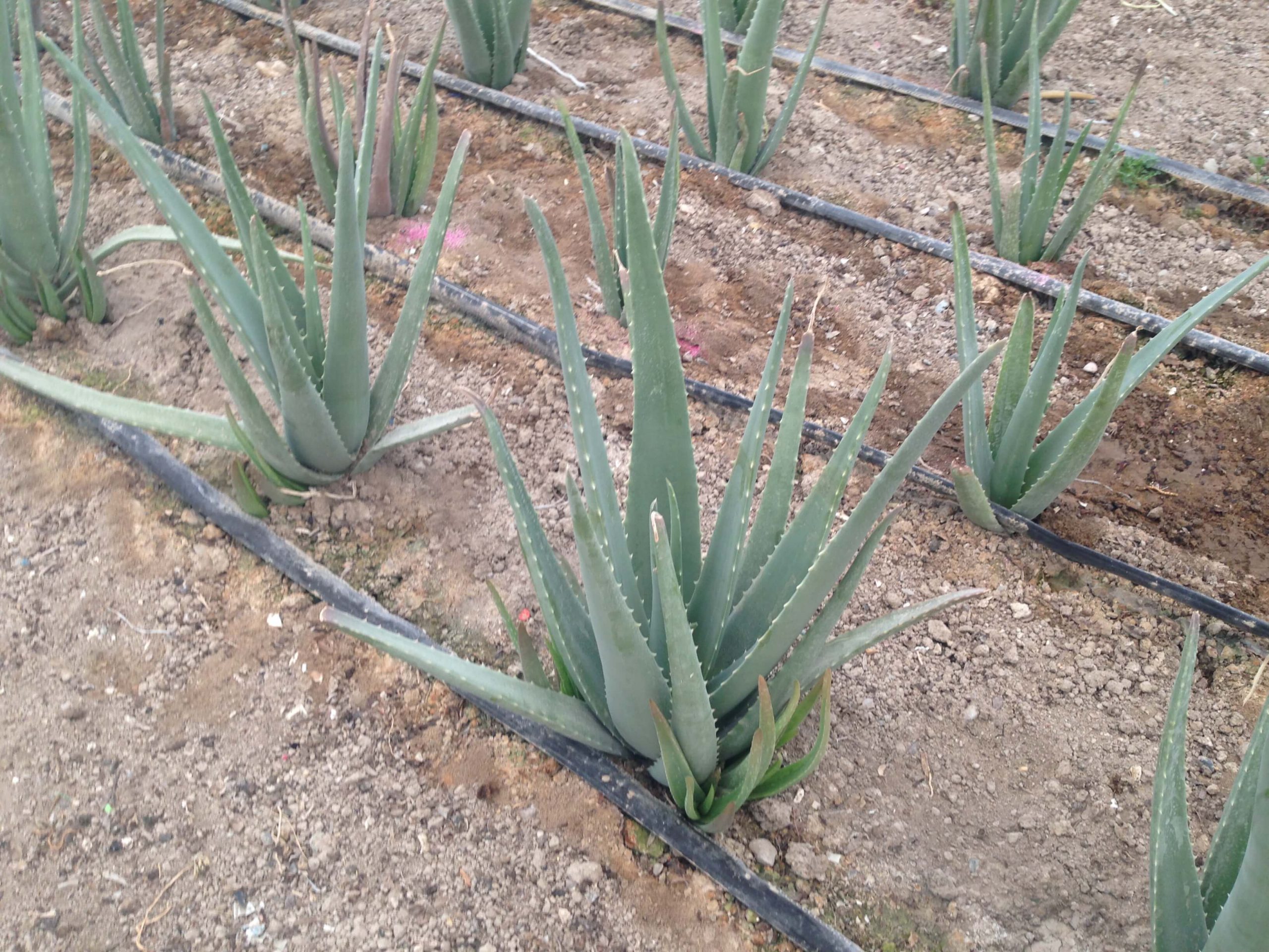کشت آلوئه ورا