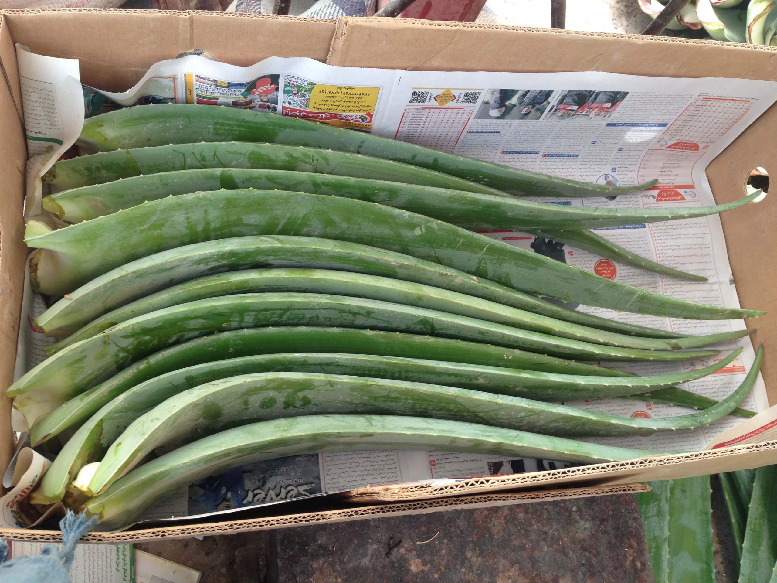 کاشت آلوئه ورا