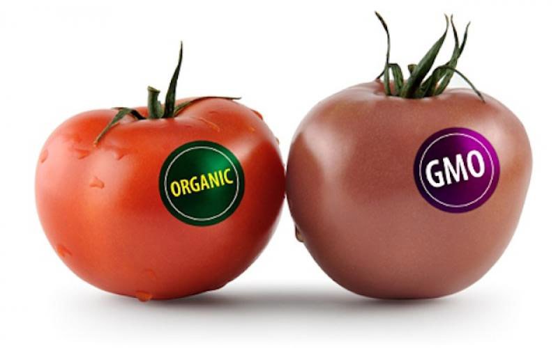 گوجه ارگانیک در کنار گوجه اصلاح شده ی ژنیتیکی