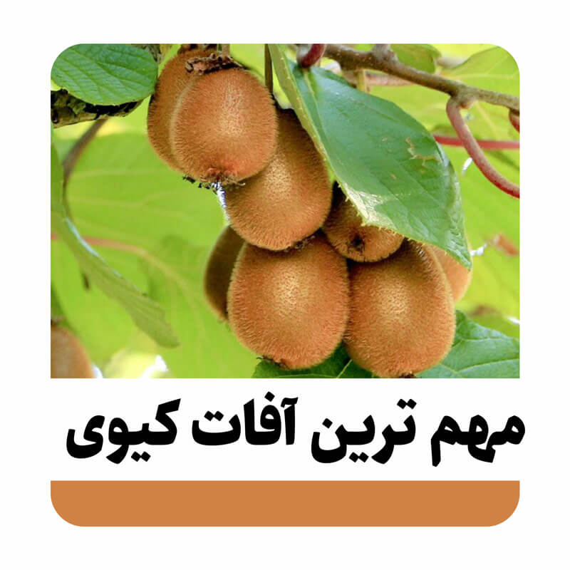 مهم ترین آفات و بیماری های کیوی