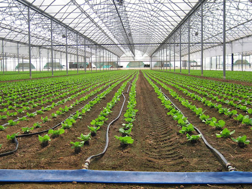 بستر کشت گلخانه ای