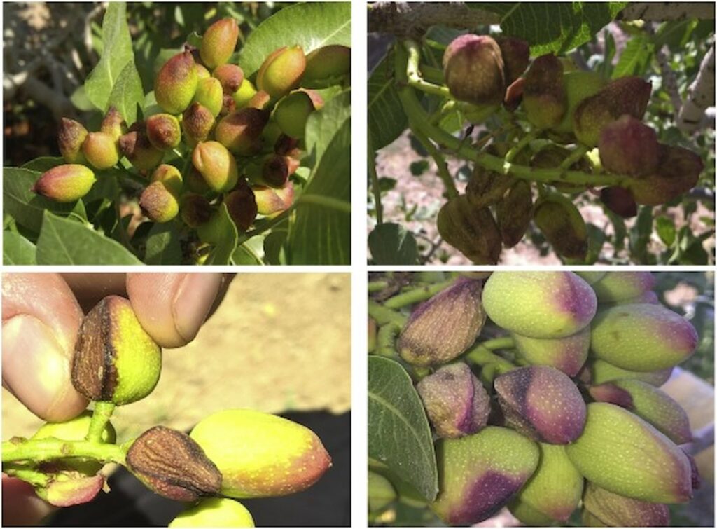 علائم شوری بر روی برگ درختان پسته