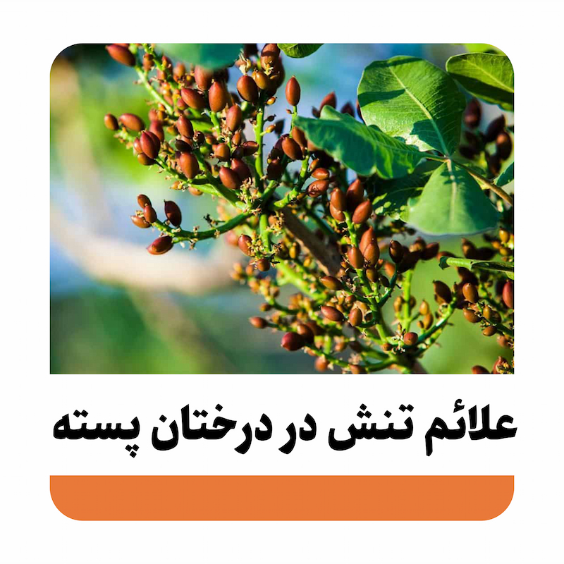 علائم تنش درختان پسته