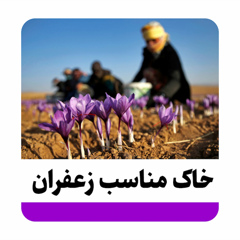 خاک مناسب زعفران
