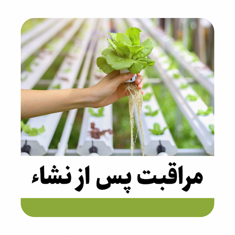 مراقبت کردن از نشاء