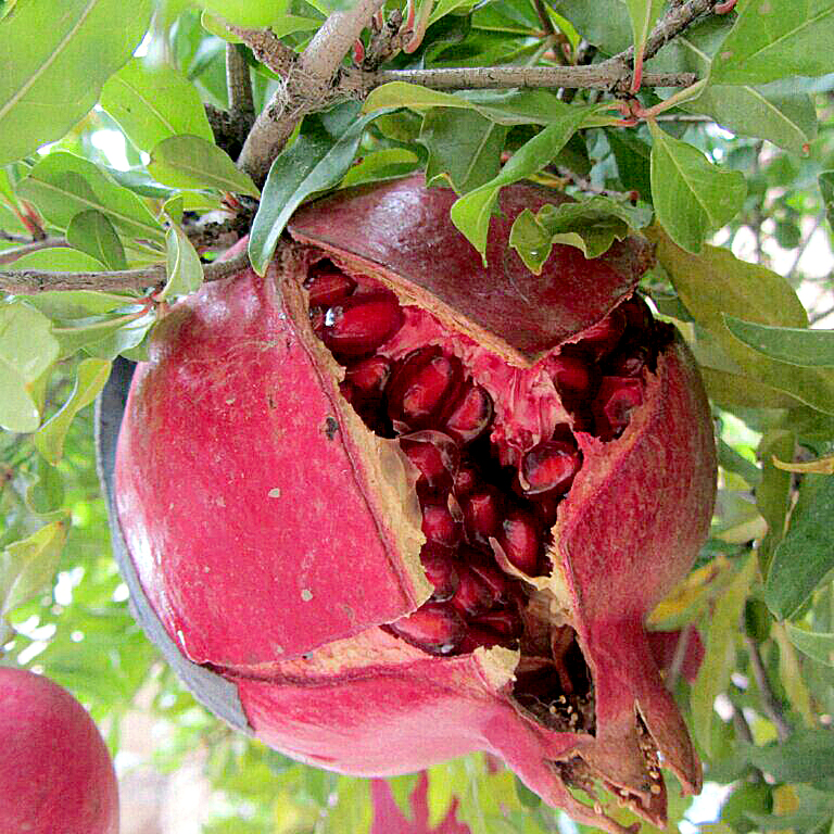 عوامل موثر ترکیدگی انار