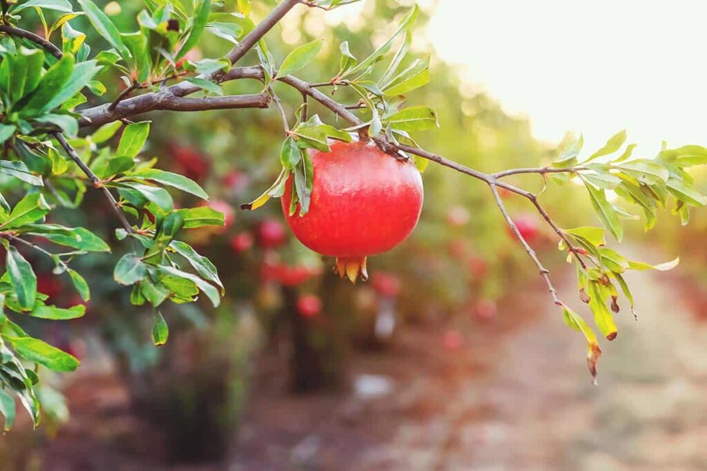 نکته عوامل موثر ترکیدگی انار