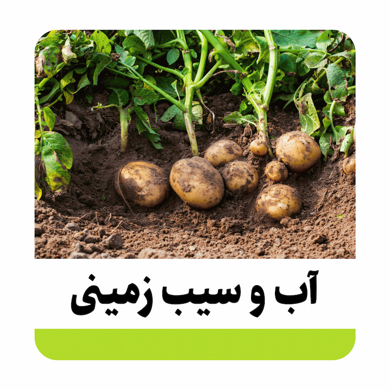 همه چیز در مورد آب و سیب زمینی