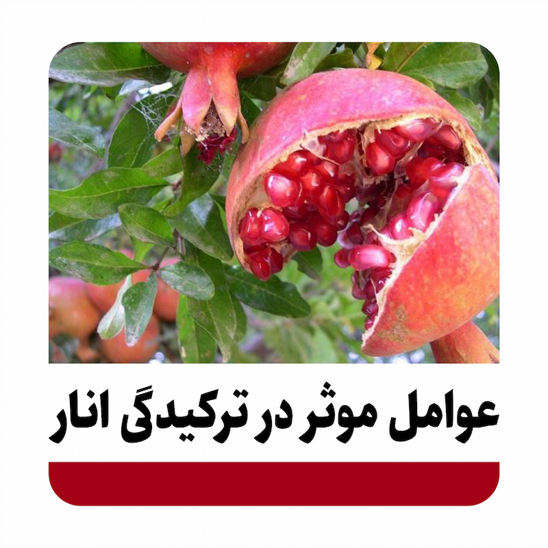عوامل موثر ترکیدگی انار