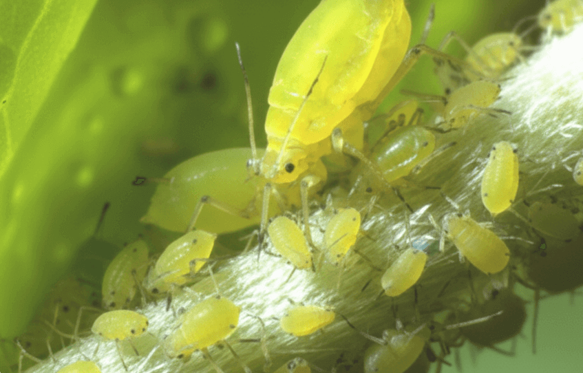 آفات اسفناج : آفت شته سبز