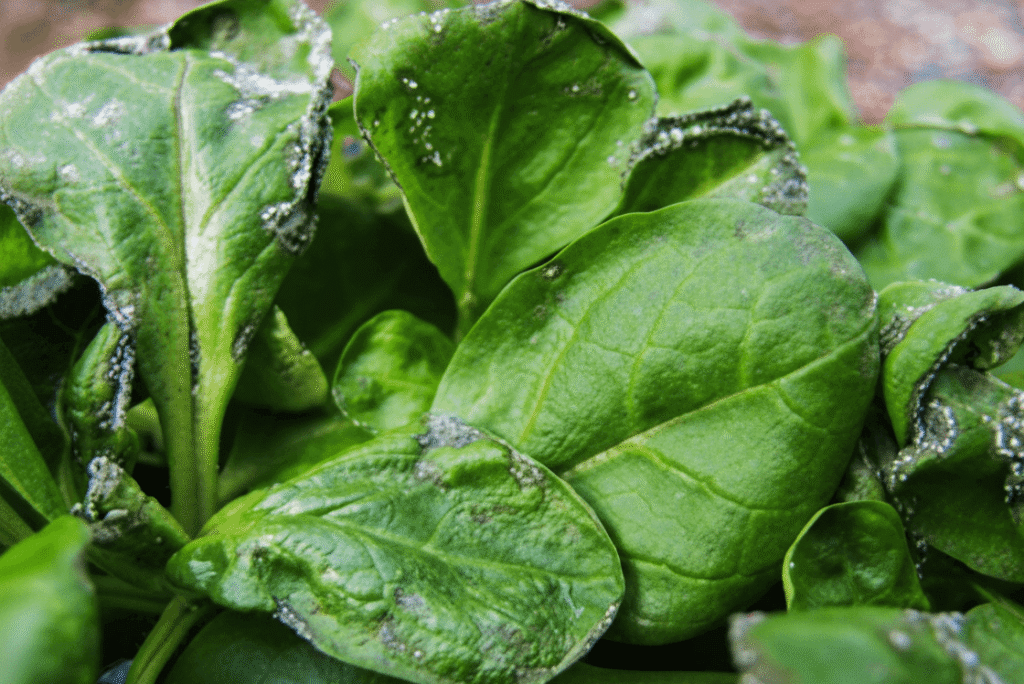 بیماری های اسفناج : بیماری پژمردگی فوزاریومی اسفناج
