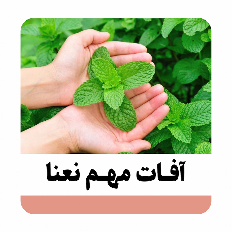 3 آفات مهم نعنا