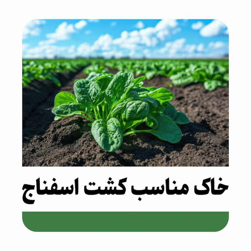 بهترین خاک برای کشت اسفناج چیست؟