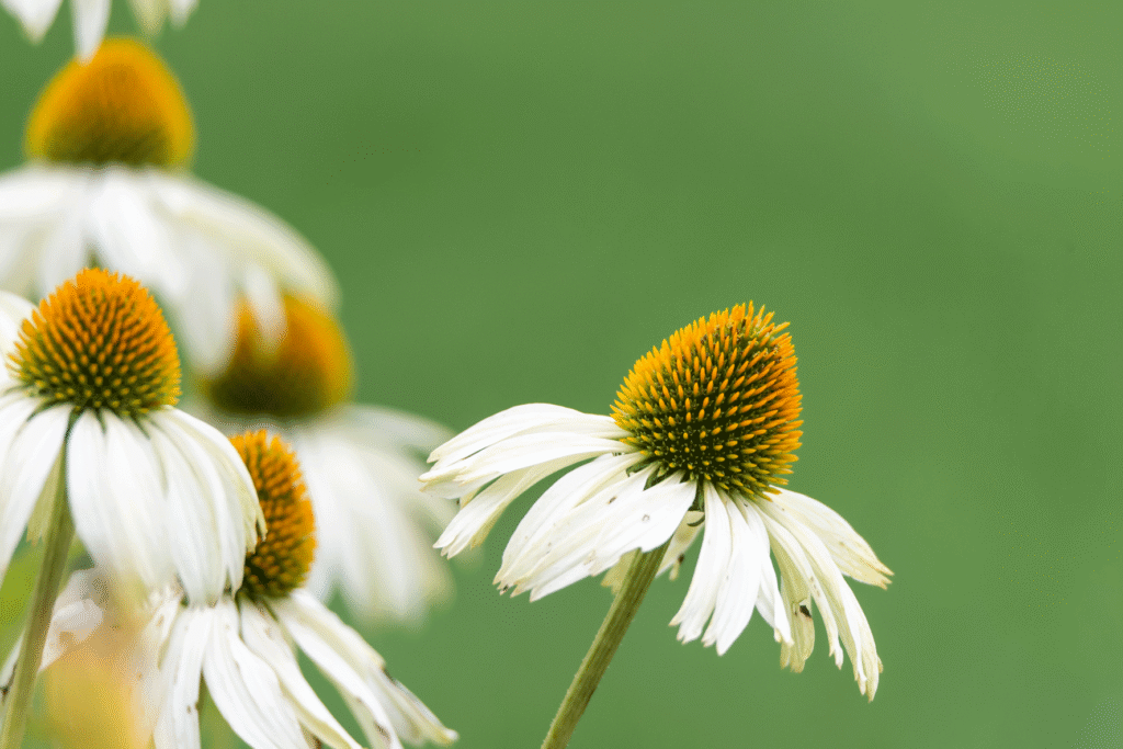 روش کاشت بابونه