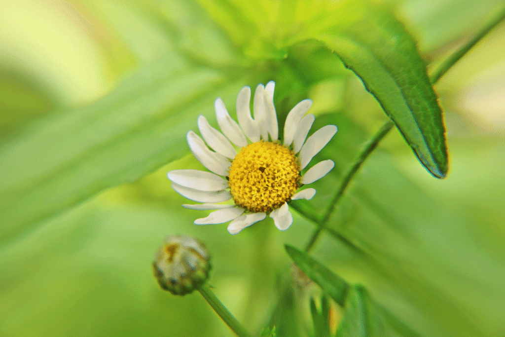 نیازهای اکولوژیكی بابونه