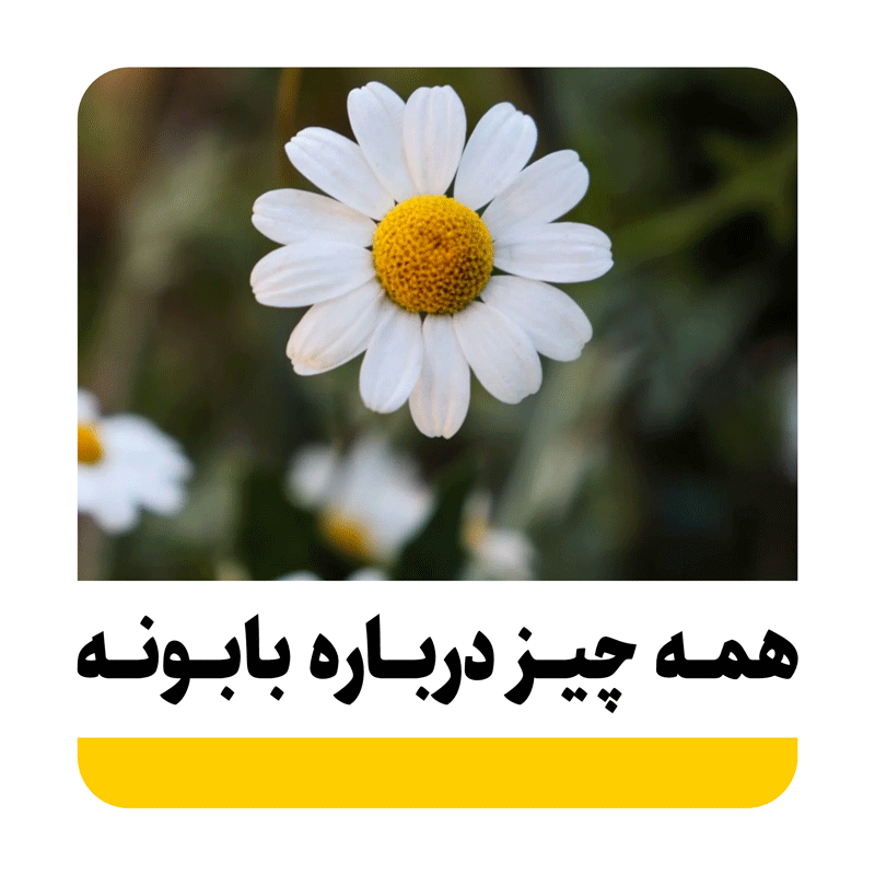 گیاه بابونه چیست؟