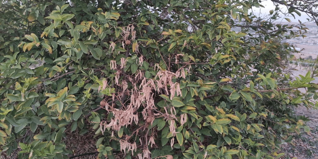 مرگ سرشاخه ها و زوال مرکبات