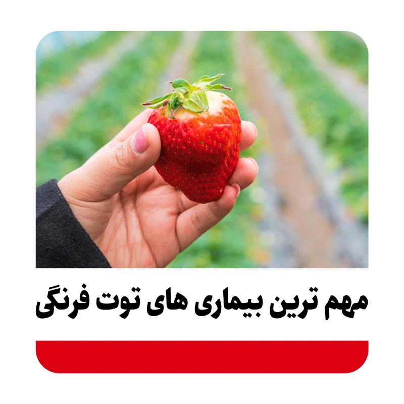 مهم ترین بیماری های توت فرنگی چه مواردی هستند؟
