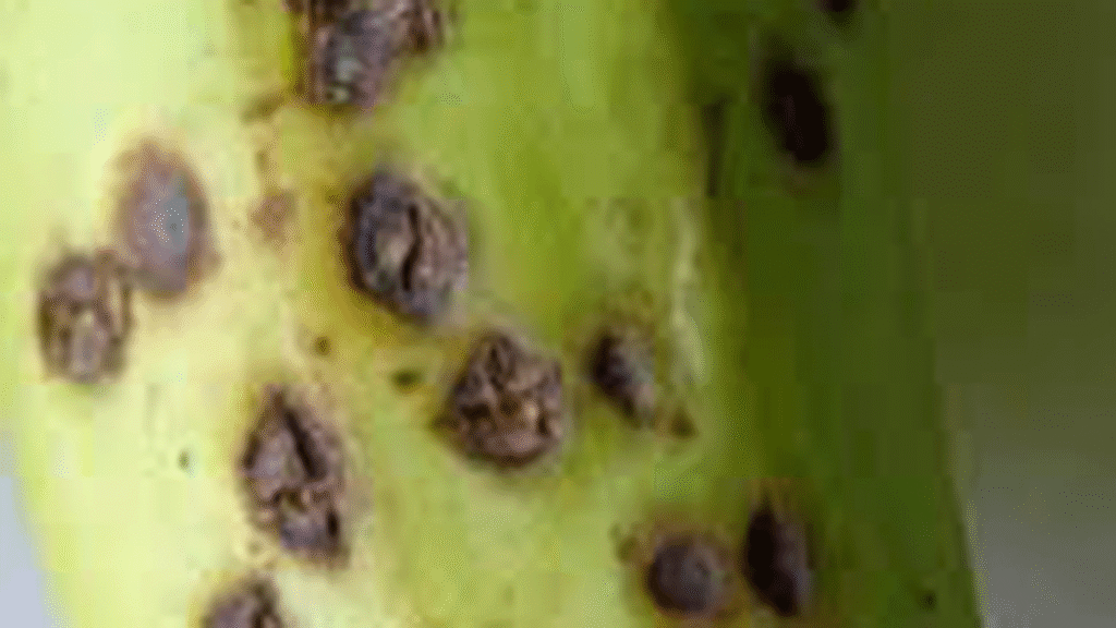 بیماری آبله ای (Pitting disease) موز