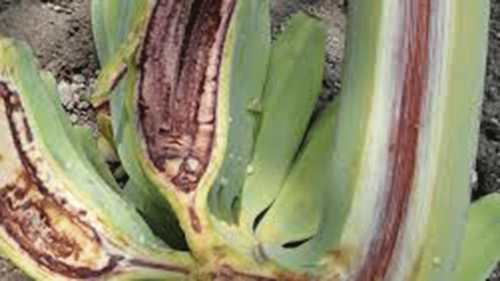 بیماری باکتری خونی( Blood disease) موز