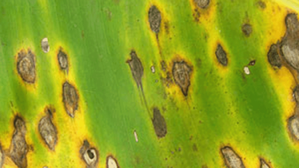 لکه برگی سیگاتوکای سیاه Black sigatoka leaf spot موز