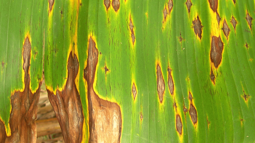 لکه الماسی (Diamond spot ) موز