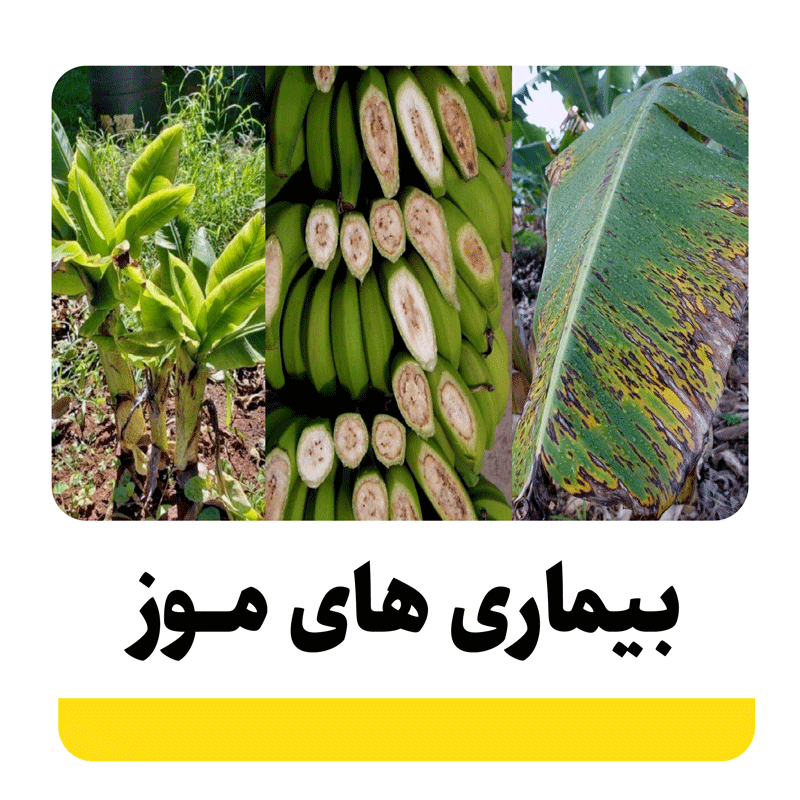 انواع بیماری های مهم موز