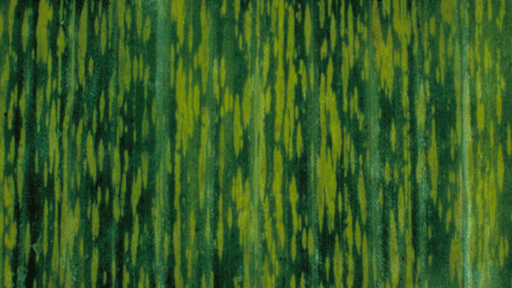 بیماری ویروسی نواری موز Banana streak virus