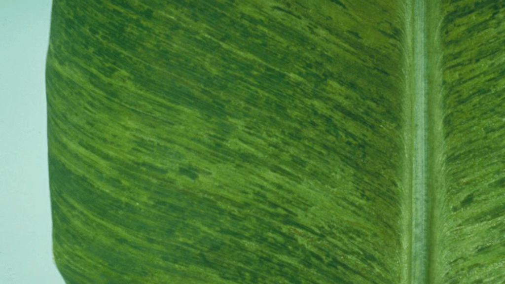 بیماری ویروسی کلروتیک و موزائیک موز Banana Mosaic virus