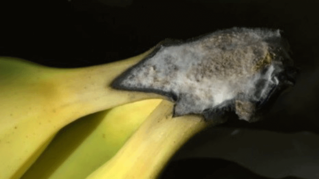 پوسیدگی ته سیگاری (Cigar end rot) موز