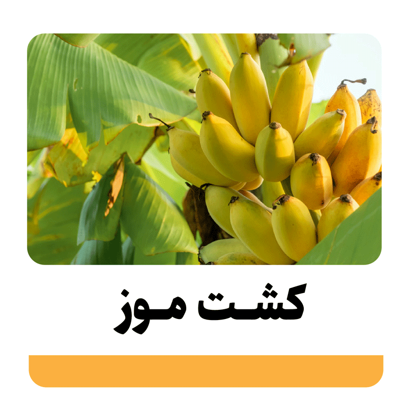 مراحل احداث باغ موز