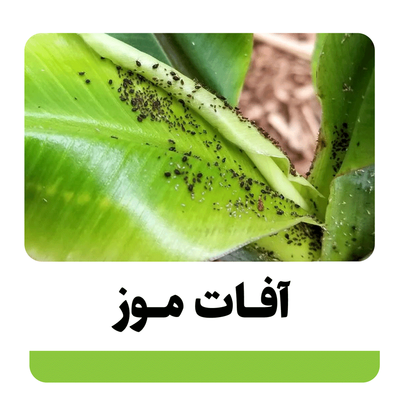10 آفات خطرناک موز