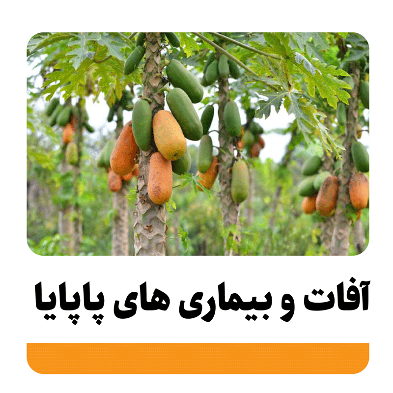 همه چیز درباره بیماری ها و آفات پاپایا