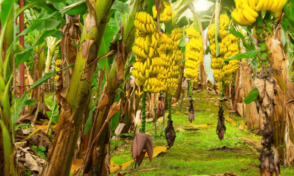 مراقبت از خوشه درخت موز