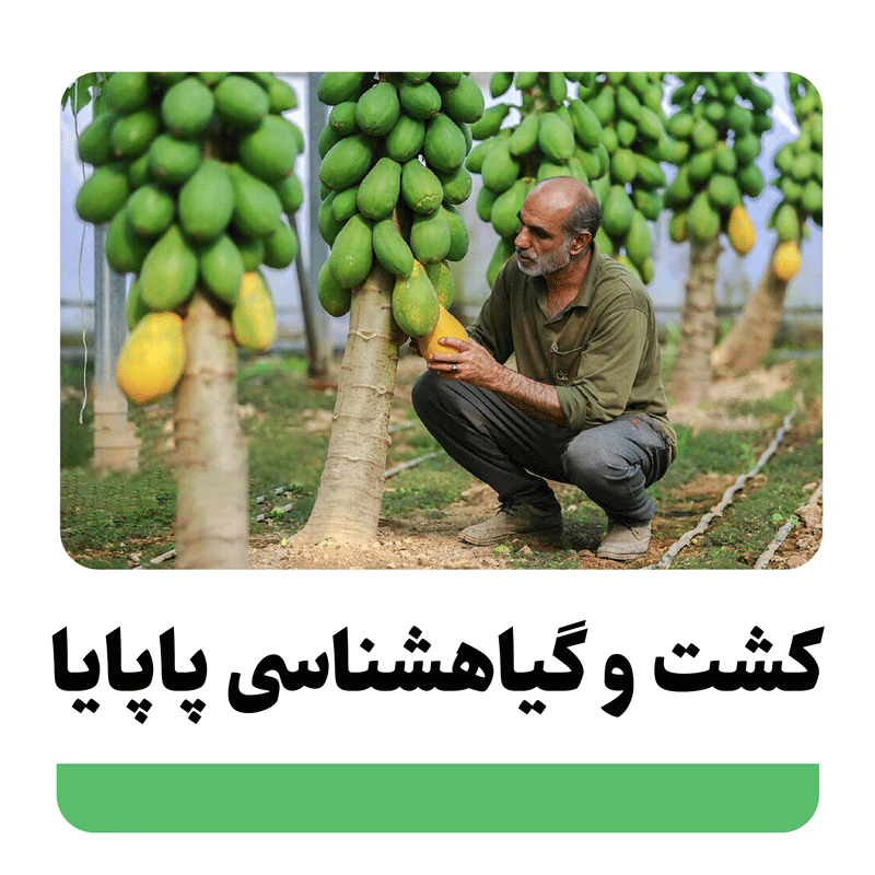 آشنایی با درخت پاپایا