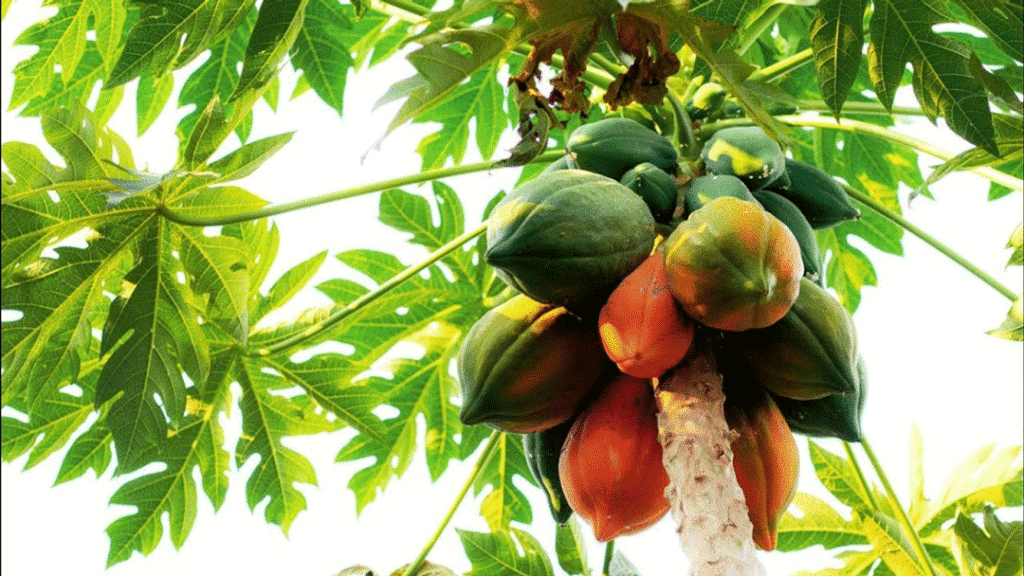 پوسیدگی طوقه در خربزه درختی