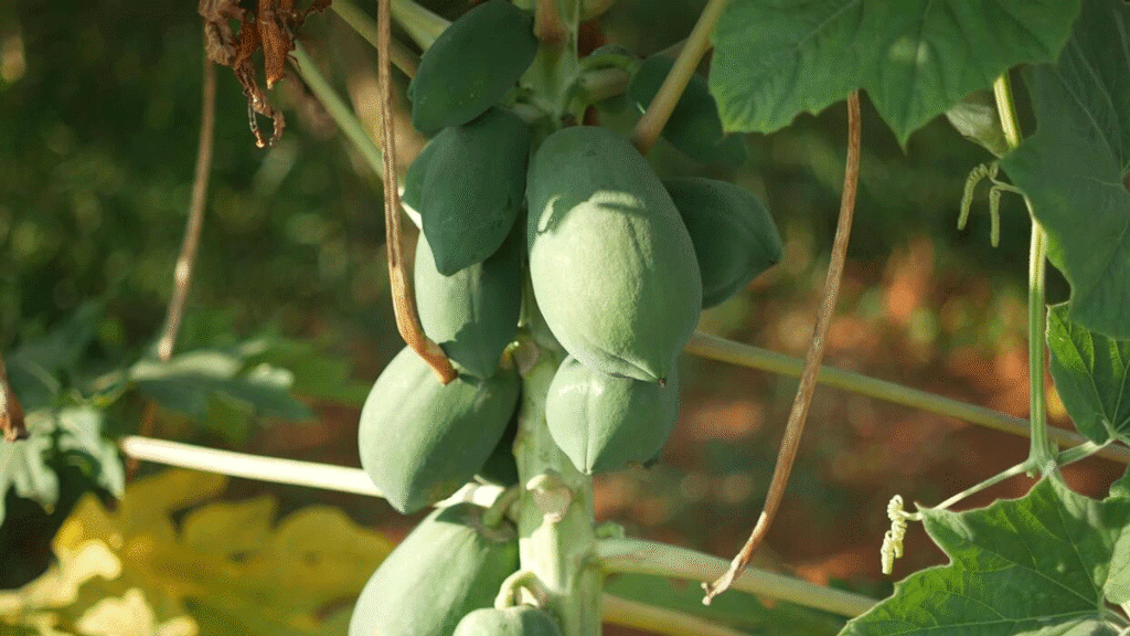  گیاه شناسی پاپایا