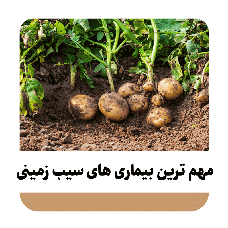 بیماری های مهم سیب زمینی