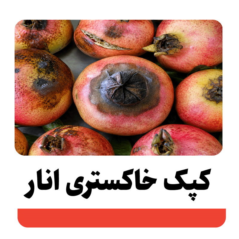 کپک خاکستری انار چیست؟