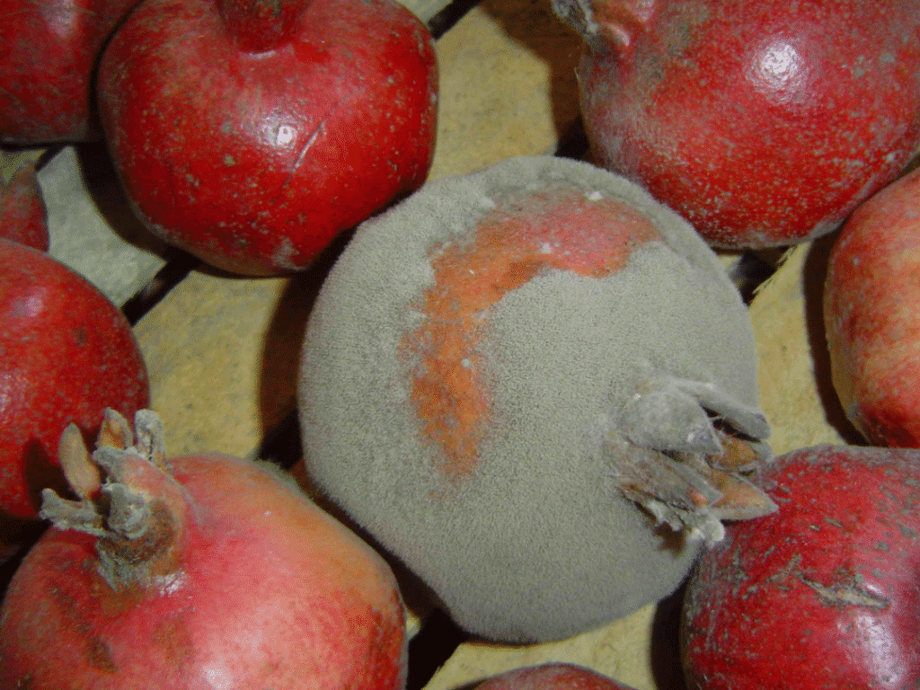 بیماری کپک خاکستری انار