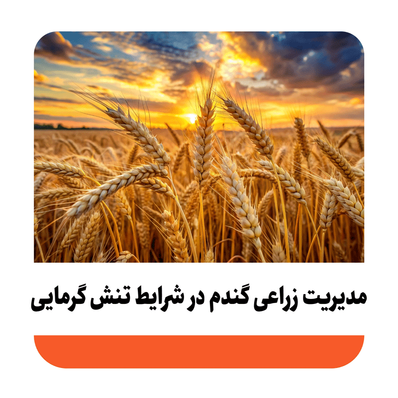 مدیریت زراعی گندم در شرایط تنش گرما چگونه است؟