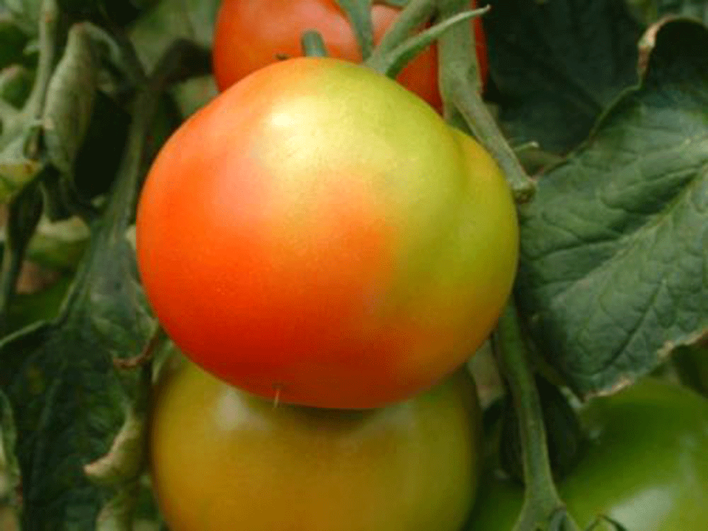 سبز ماندن گوجه